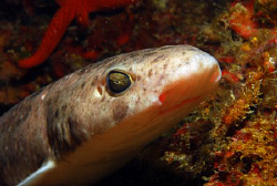 taken in the adriatic, with a nikon d80, and a 60mm lens by Andy Kutsch 